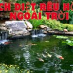 cách diệt rêu hồ cá ngoài trời