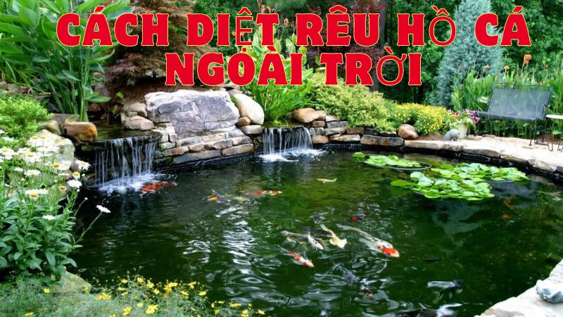 Cách Diệt Rêu Hồ Cá Ngoài Trời Hiệu Quả