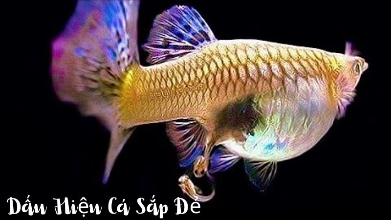 dấu hiệu cá sắp đẻ