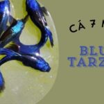 cá 7 màu blue tarzan