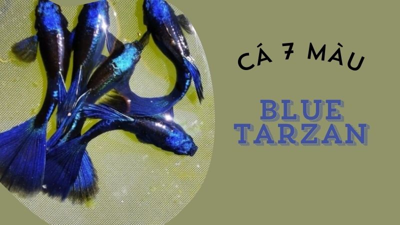 Cá 7 Màu Blue Tarzan: Đặc Điểm Và Cách Chăm Sóc