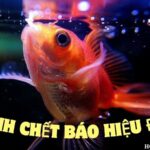 cá cảnh chết báo hiệu điều gì