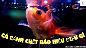 Cá Cảnh Chết Báo Hiệu Điều Gì?