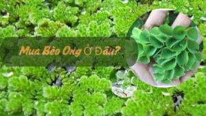 Mua Bèo Ong Ở Đâu? Lợi Ích Của Bèo Ong