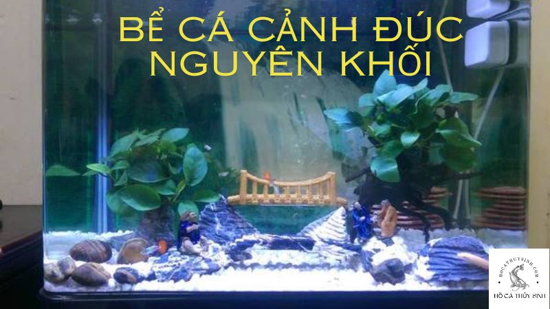 Bể Cá Cảnh Đúc Nguyên Khối – Giải Pháp Hoàn Hảo Cho Hồ Cá