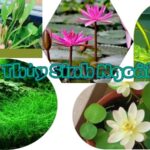 cây thuỷ sinh ngoài trời