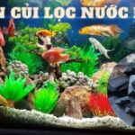 than củi lọc nước hồ cá