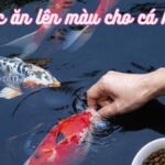 thức ăn lên màu cho cá koi