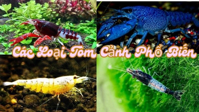 Các Loại Tôm Cảnh Phổ Biến