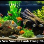 có nên nuôi cá cảnh trong nhà